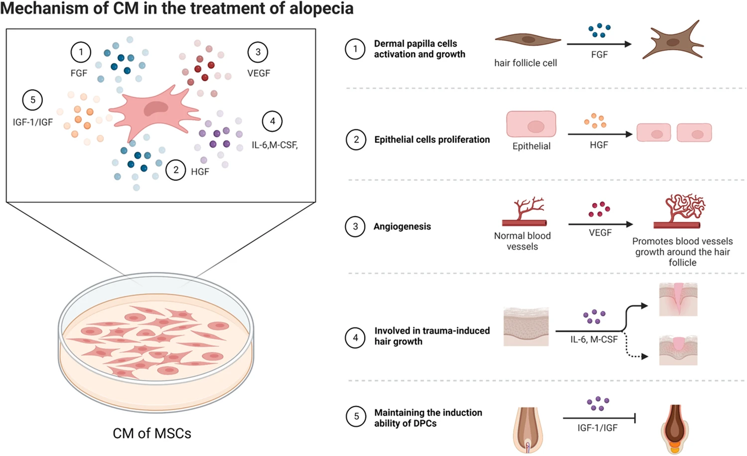 Fig2）Mechanism of CM in the treatment of alopecia