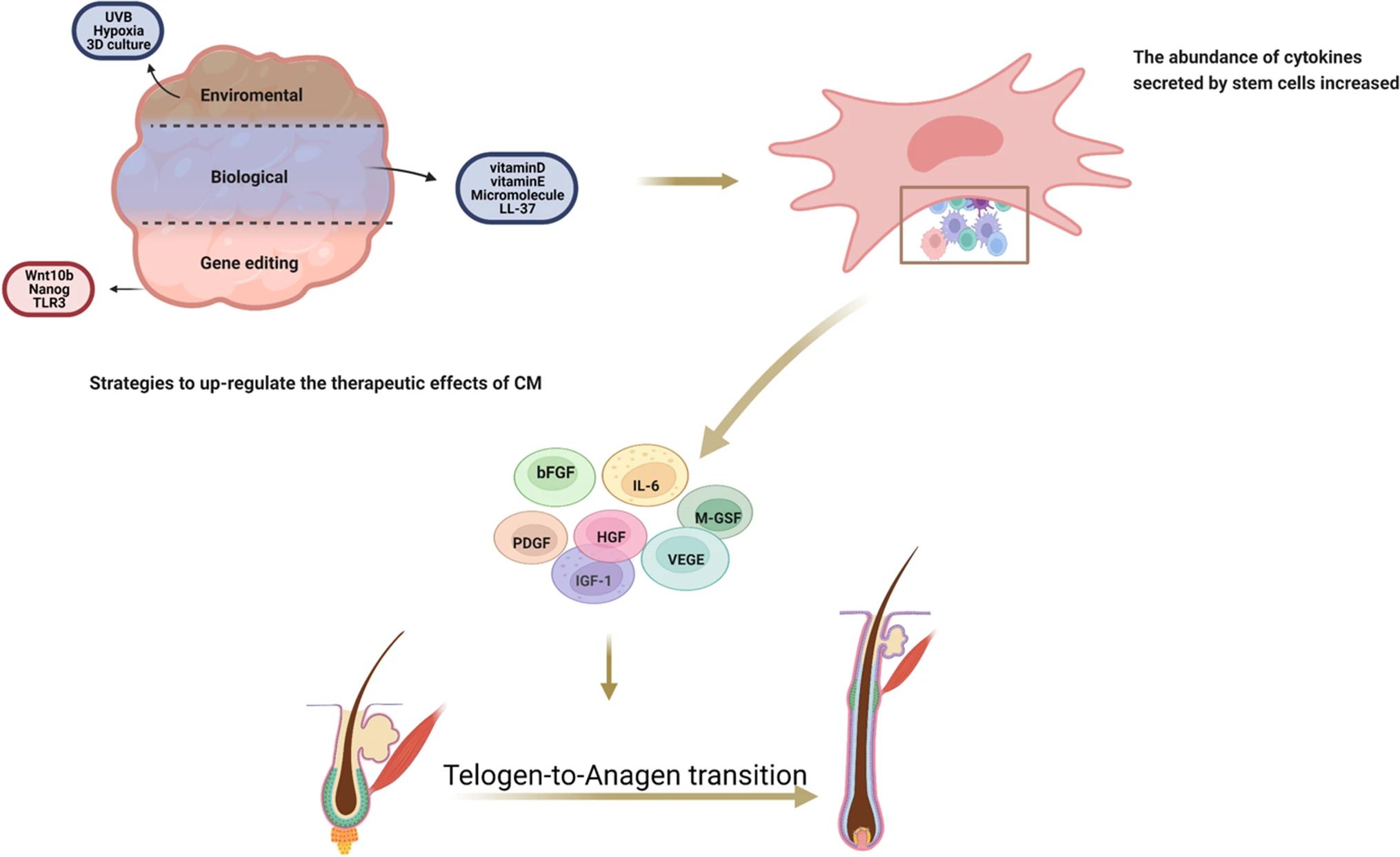fig3）Strategies to up-regulate the therapeutic effects of CM on hair regeneration