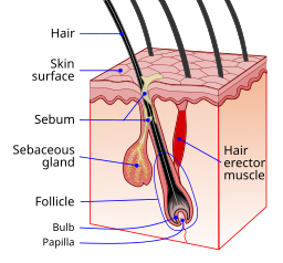 https://commons.wikimedia.org/wiki/File:Hair_follicle-en.svg