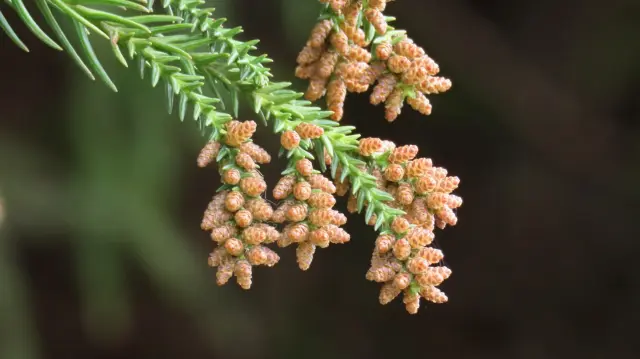 花粉