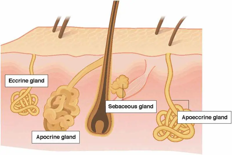 Comparison of the apocrine, eccrine, and apoeccrine glands in the axilla fig1