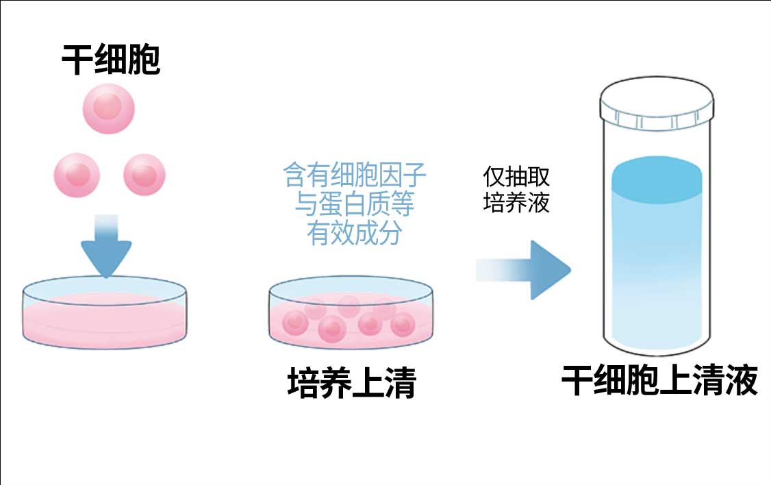 幹細胞培養上清液