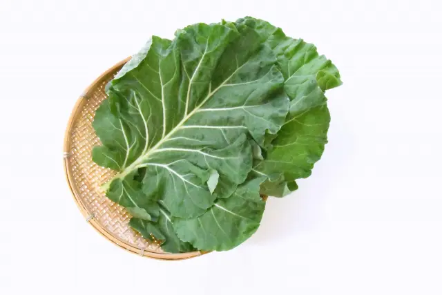 ケール 緑葉野菜