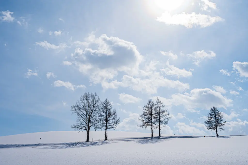 冬の美瑛の風景