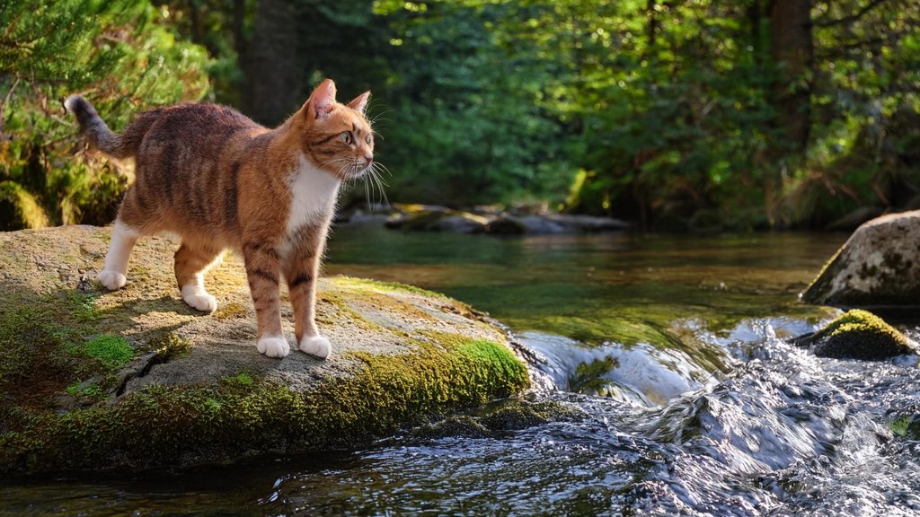 
流れる水を見つめる猫