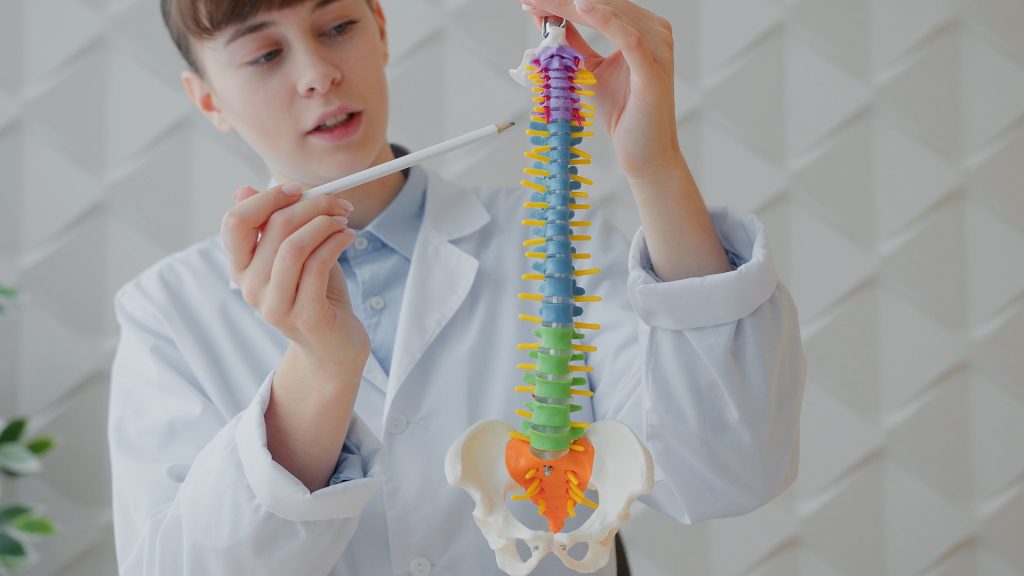 カラフルな背骨の模型を持つ女性