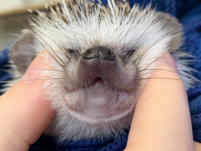 はりねずみぎゅうう