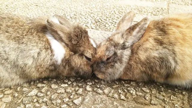 ちゅ