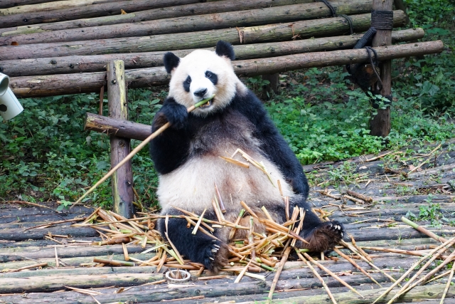 ぱんだ