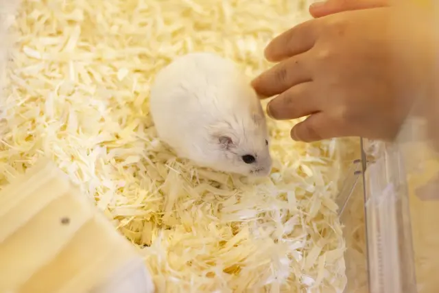 ふわふわ