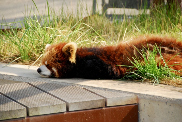 レッサーパンダ