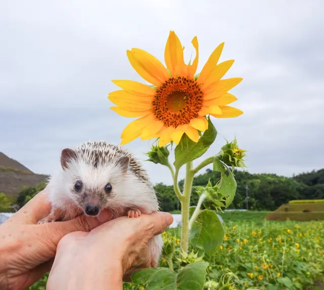 hedgehog