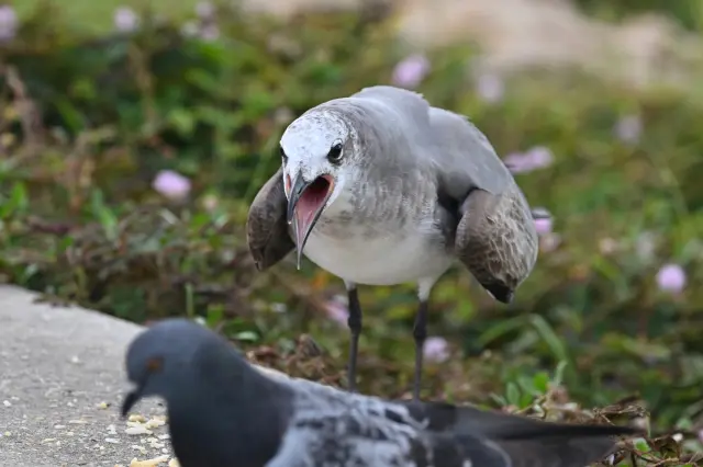 たひ