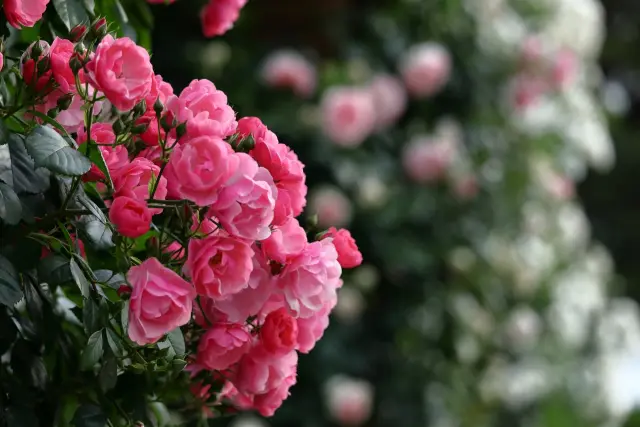 お花
