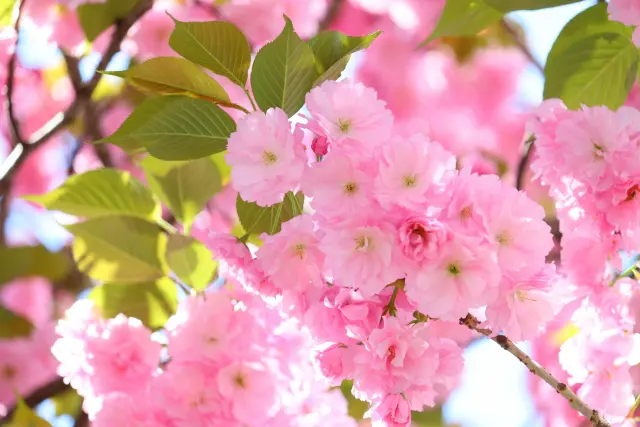 お花
