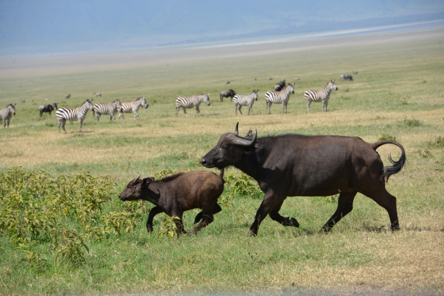 子供に対する危険を感じたら攻撃性爆上がります