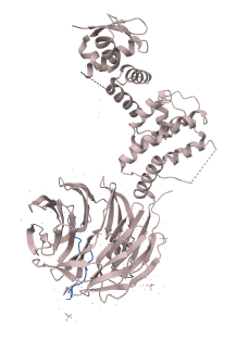 Myc proto-oncogene protein