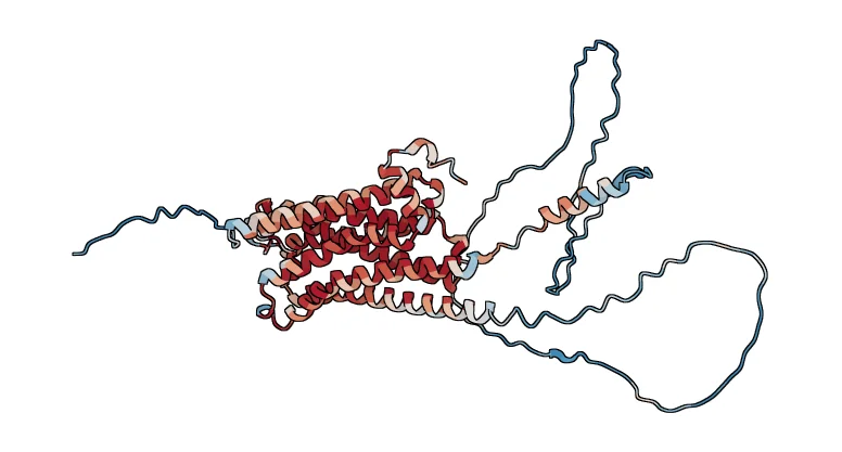 Muscarinic acetylcholine receptor M2