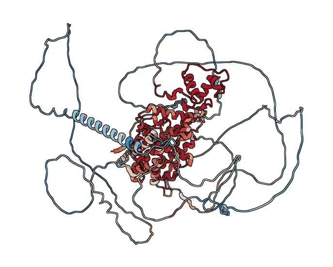 androgen receptor