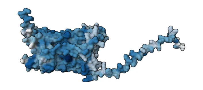Type-1 angiotensin II receptor