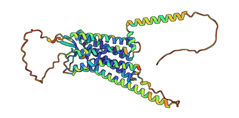 Vasopressin V1a receptor