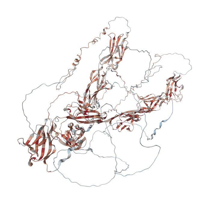 Roundabout homolog 3