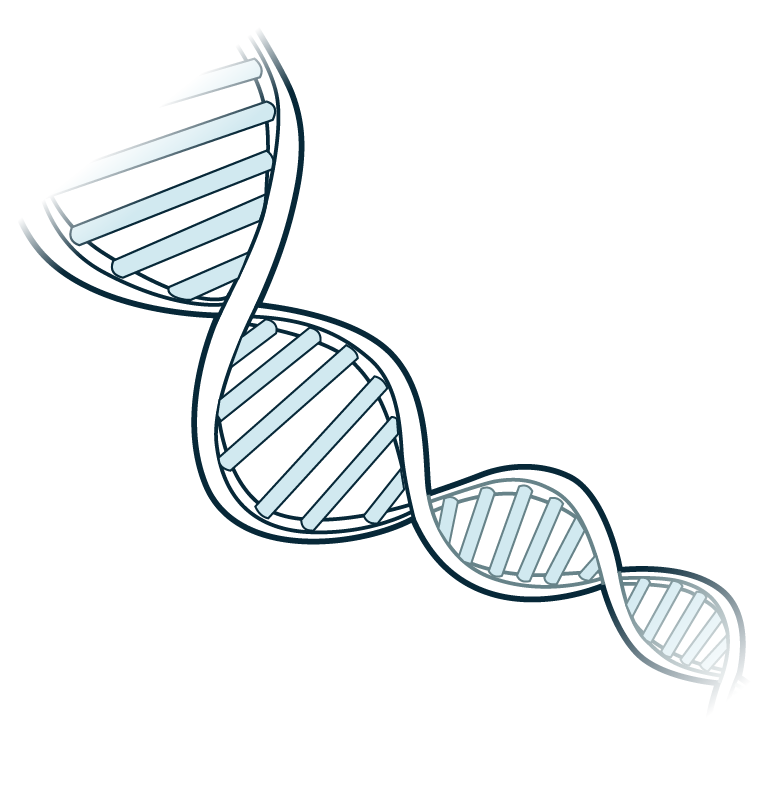 NIAID Visual & Medical Arts. (08/10/2024). DNA. NIAID NIH BIOART Source. bioart.niaid.nih.gov/bioart/124
