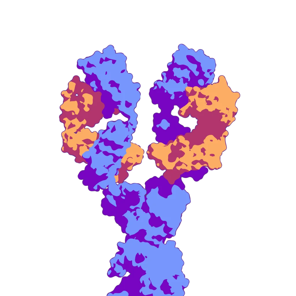 B cell receptor