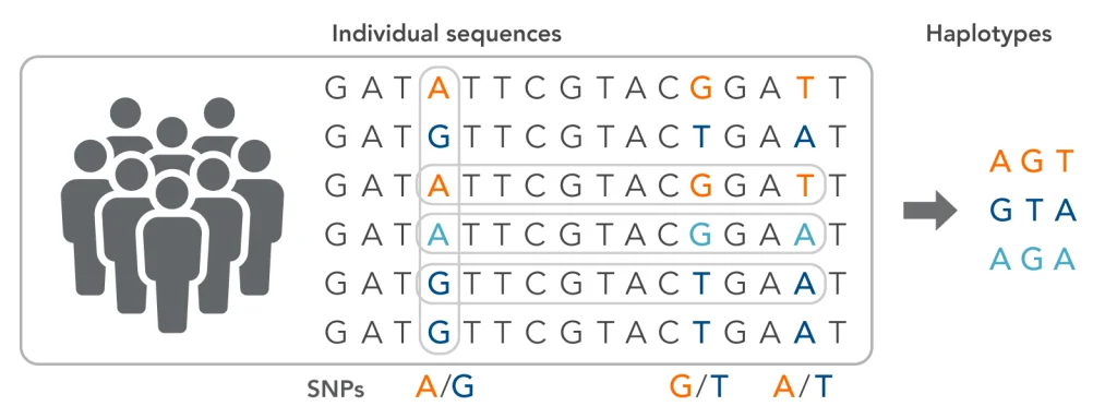 haplotype