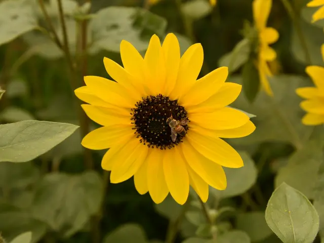 黄色い花の中央に静かにとまるマルハナバチ。自然環境と昆虫の繊細な関係性を象徴する印象的な瞬間。