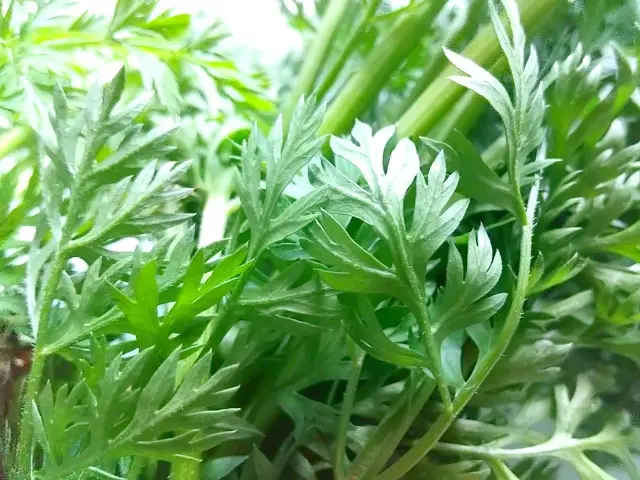 緑鮮やかなニンジンの葉が広がる農作物の一部。持続可能な農業と資源効率を考える未来における作物育成の象徴的なイメージ。
