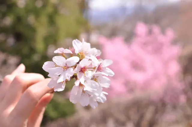桜 手