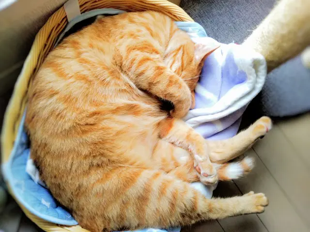 でぶ猫