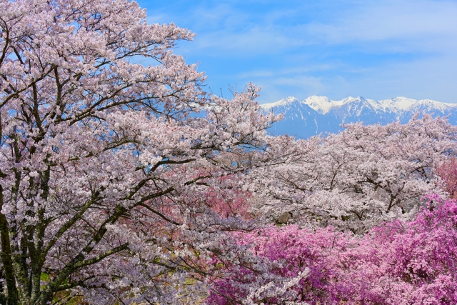 桜種類いっぱい