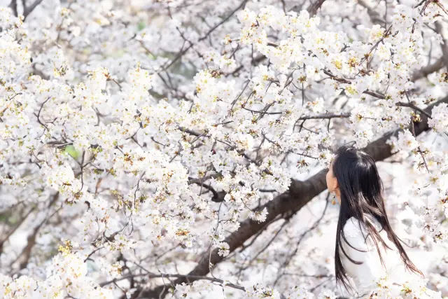 桜 髪