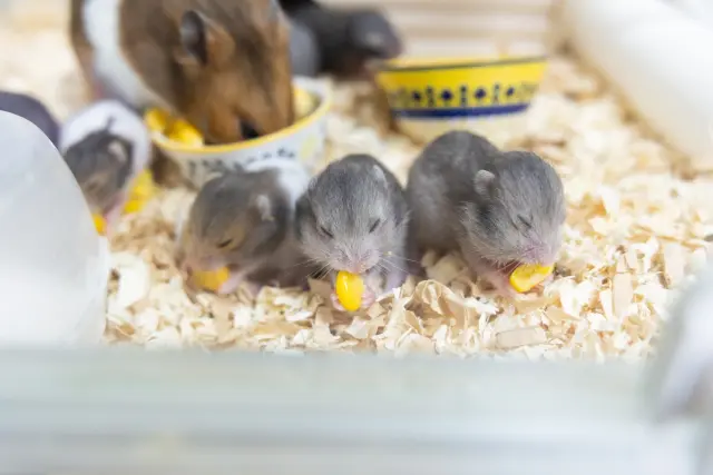 もぐもぐハムスター
