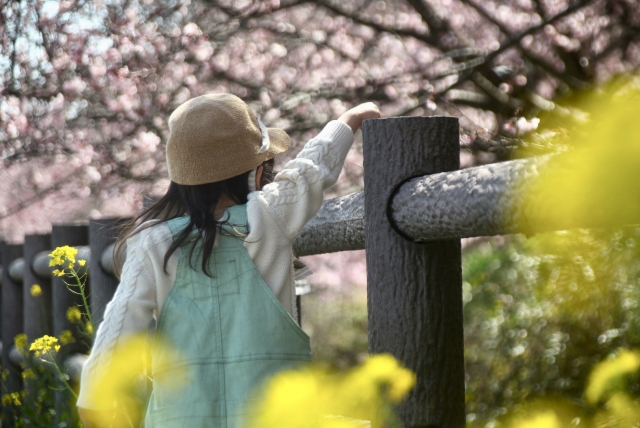子供　花見