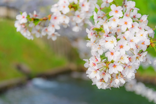 桜　水