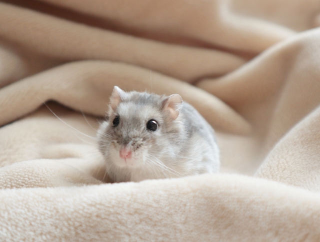 ハムスター太郎