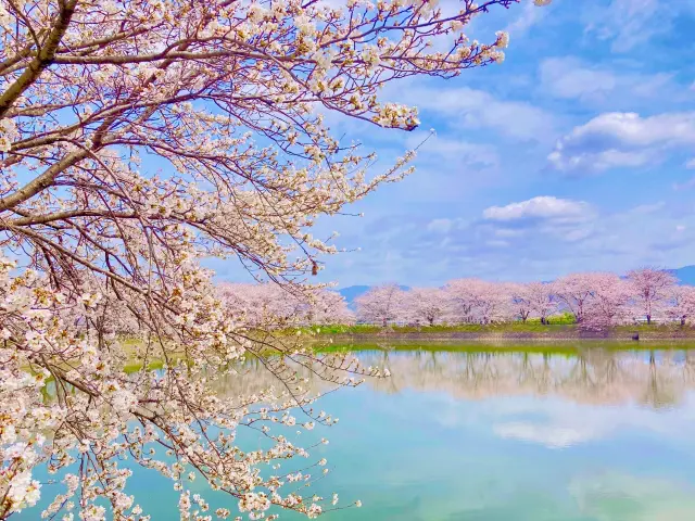 湖 桜