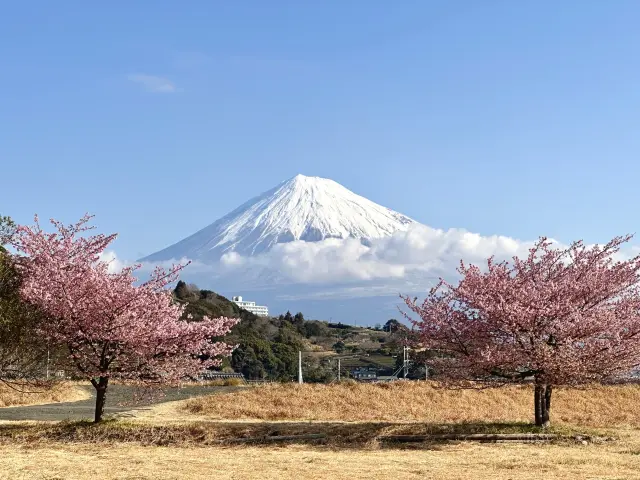 日本 桜