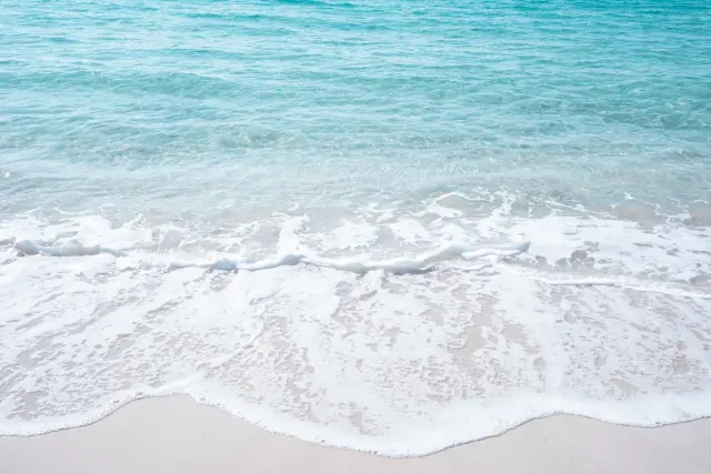 海に育つわかめや昆布などの海藻のイメージ
