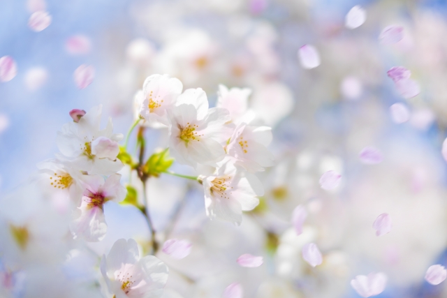 桜吹雪