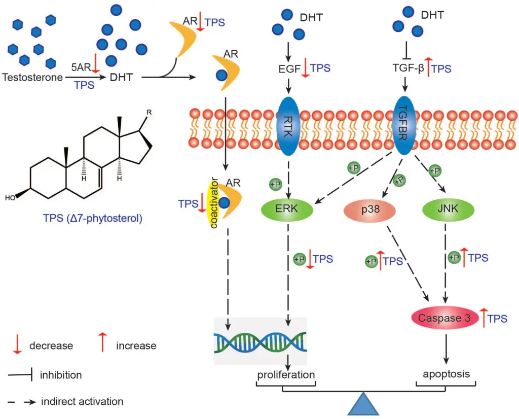 Fig. 6. The proposed mechanism of TPS ameliorating BPH in testosterone propionate-induced BPH rat. This graph is a summary of the mechanism speculated from this study. TPS: total phytosterols; 5AR: 5α-reductase; AR: androgen receptor; TGFBR: TGF-β receptor; RTK: receptor tyrosine kinase.