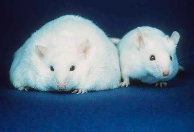 ob/ob mouse
