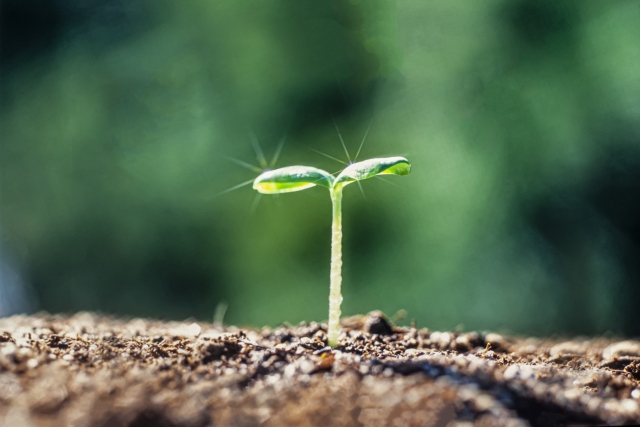 茶色い土から芽吹いた新芽が、光を受けて輝く若葉を広げている様子。再生や希望、未来への期待を象徴するビジュアルで、火傷からの回復や毛髪再建による新たな出発を表現。