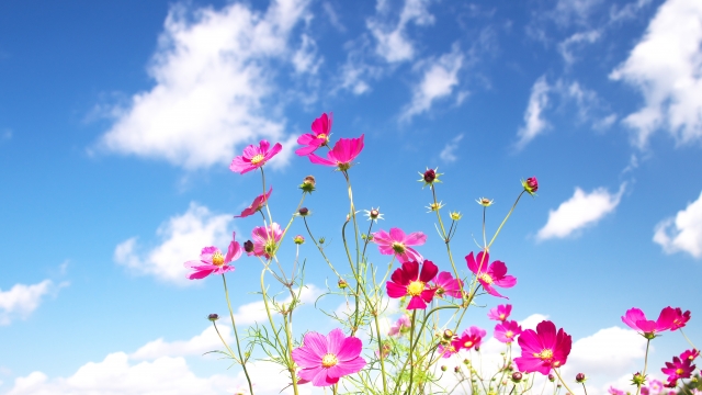 青空に映えるピンクの花々と黄色い花芯 — アントシアニンや自然由来色素の色彩の美しさを象徴し、天然染毛剤の可能性と植物の色の多様性を感じさせる風景