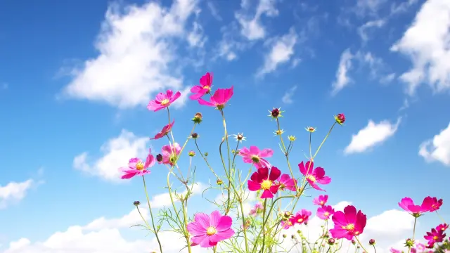 青空に映えるピンクの花々と黄色い花芯 — アントシアニンや自然由来色素の色彩の美しさを象徴し、天然染毛剤の可能性と植物の色の多様性を感じさせる風景