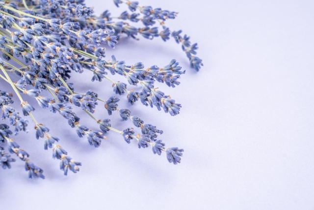 ラベンダー