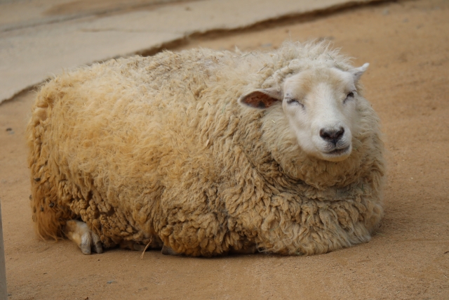 クローン技術で有名な羊のイメージ。1996年に誕生した世界初の哺乳類クローン『ドリー』を連想させる象徴的な動物で、遺伝子クローニングの概念を一般読者にも伝える導入的なビジュアル。